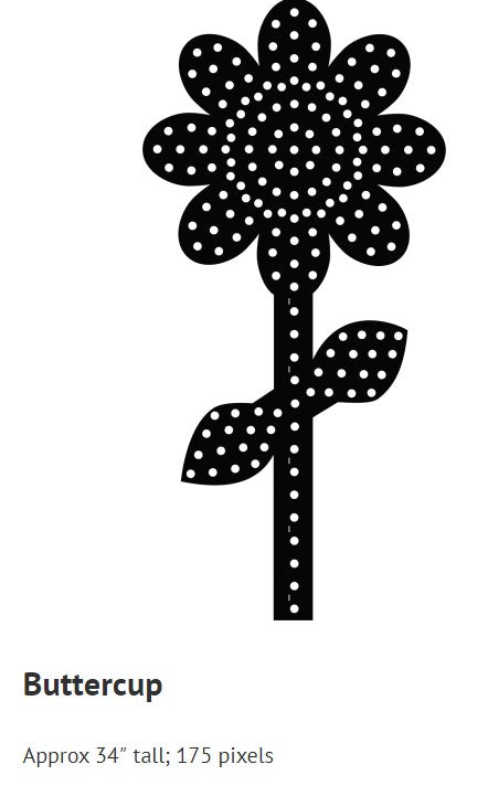 Buttercup Flower